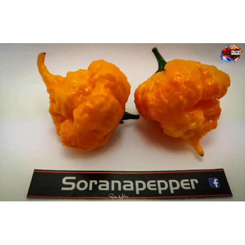 SCOTCH BRAIN YELLOW ISOLATO